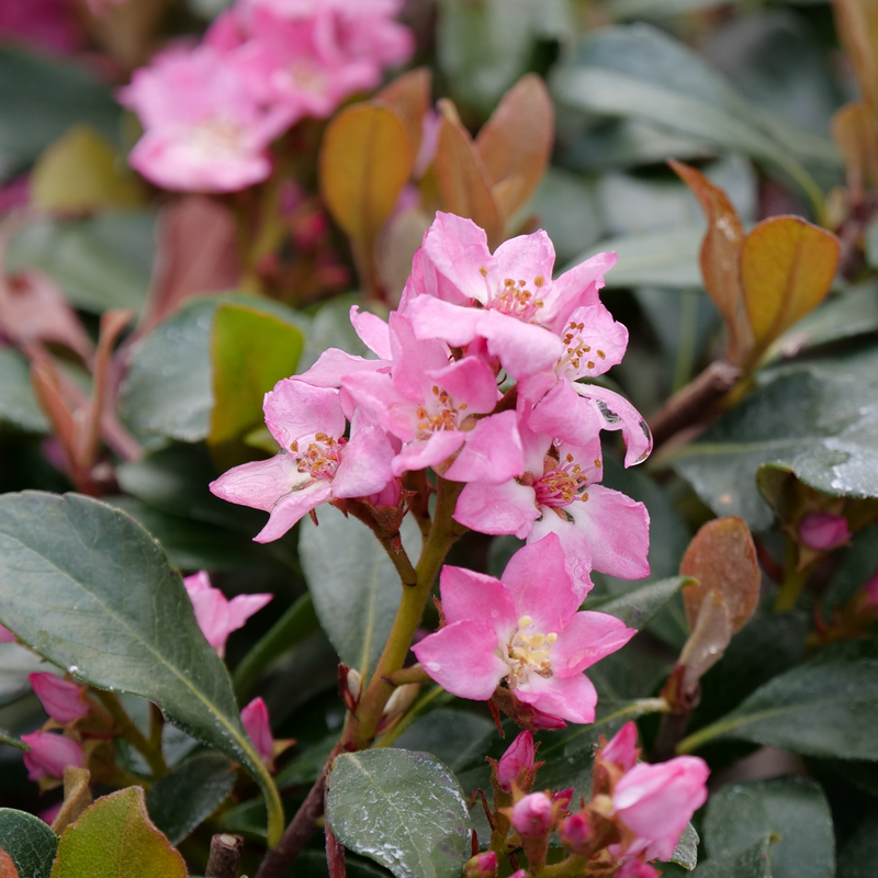 La Vida Mas™ Aubépine indienne Recouverte de fleurs roses au printemps et en été.