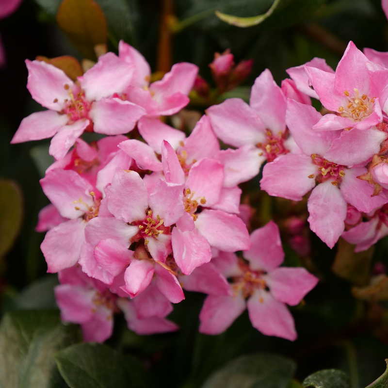 La Vida Mas™ Aubépine indienne Recouverte de fleurs roses au printemps et en été.