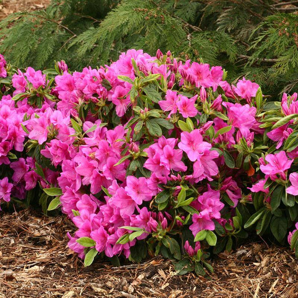 Bloom-A-Thon® Lavender Reblooming Azalea | Shrubs & Trees – Great