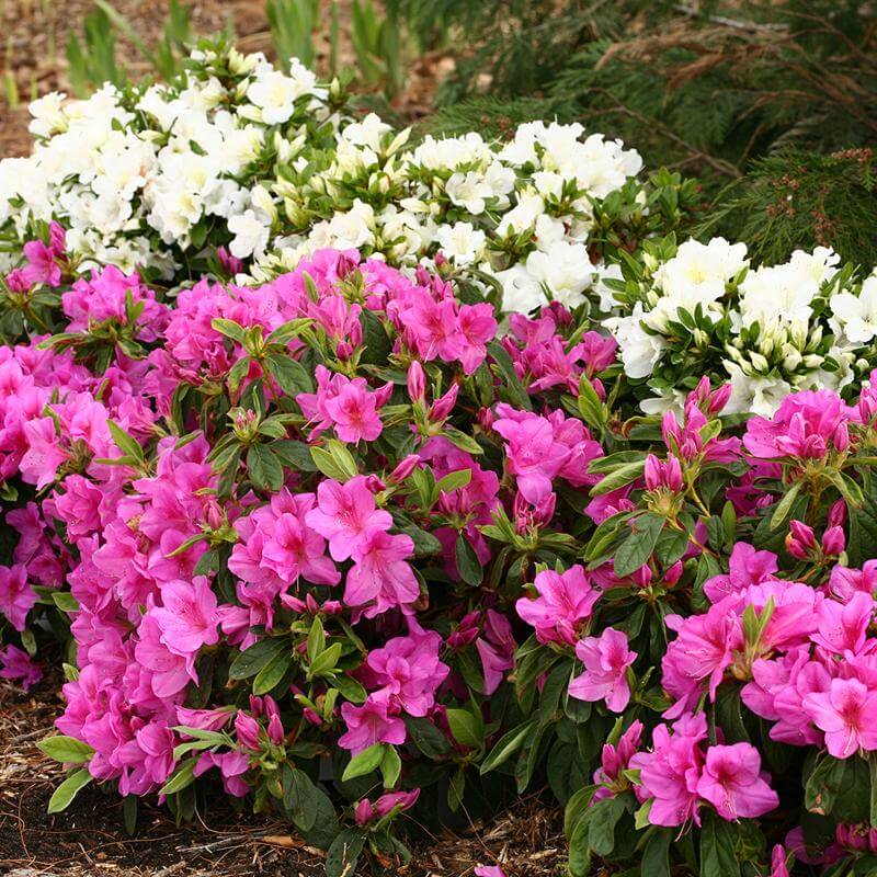 Bloom-A-Thon® Lavender Reblooming Azalea | Shrubs & Trees – Great