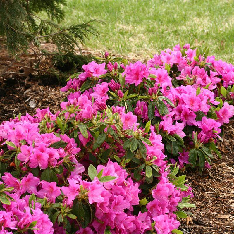 Bloom-A-Thon® Lavender Reblooming Azalea | Shrubs & Trees – Great