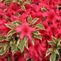 Bollywood Azalea with neon red-pink flowers and glossy leaves with creamy margins and green shades in the center. 