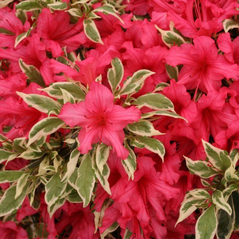 Bollywood Azalea with neon red-pink flowers and glossy leaves with creamy margins and green shades in the center. 