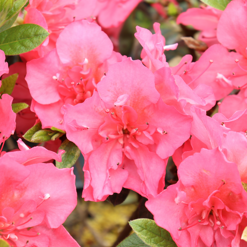 Perfecto Mundo® Epic Coral™ Azalea | Proven Winners – Great Garden