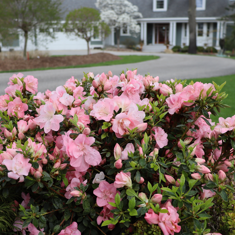 Des azalées « Pink Carpet » de Perfecto Mundo fleurissent devant une maison grise de style Cape Cod.