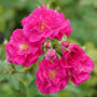Oso Easy Peasy® Rose has hundreds and hundreds of bright pink blooms for months every year. 