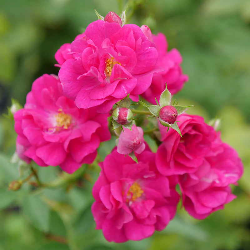Oso Easy Peasy® Rose has hundreds and hundreds of bright pink blooms for months every year. 