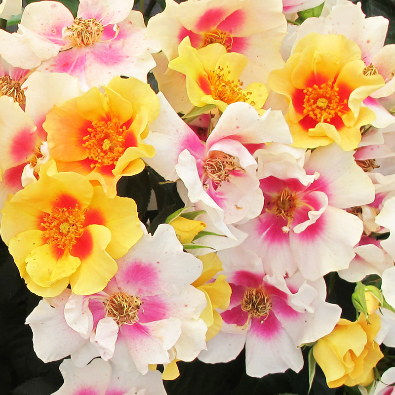 Les fleurs de Rosa Ringo subissent des changements de couleur intéressants en vieillissant.