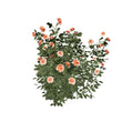 At Last Rose 3D model
