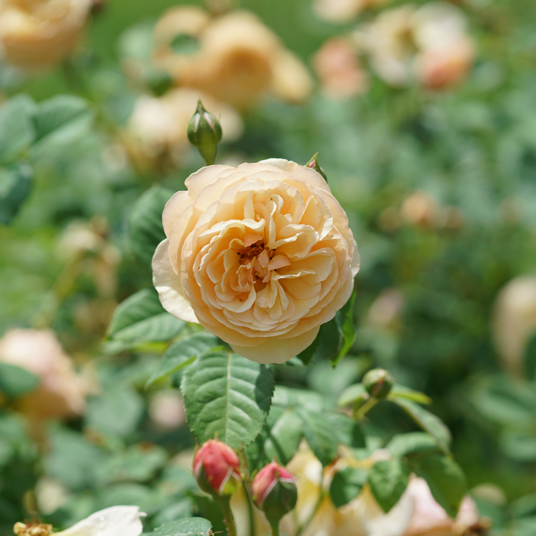 Flavorette Miel-Abricot Rose offre des performances exceptionnelles en aménagement paysager.