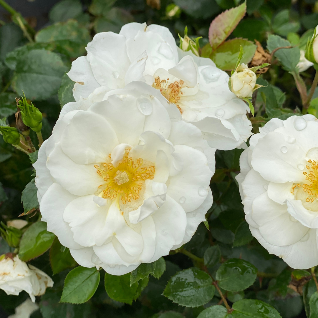 La rose Oso Easy Ice Bay fleurit pendant plus de 5 mois avec des fleurs blanches.