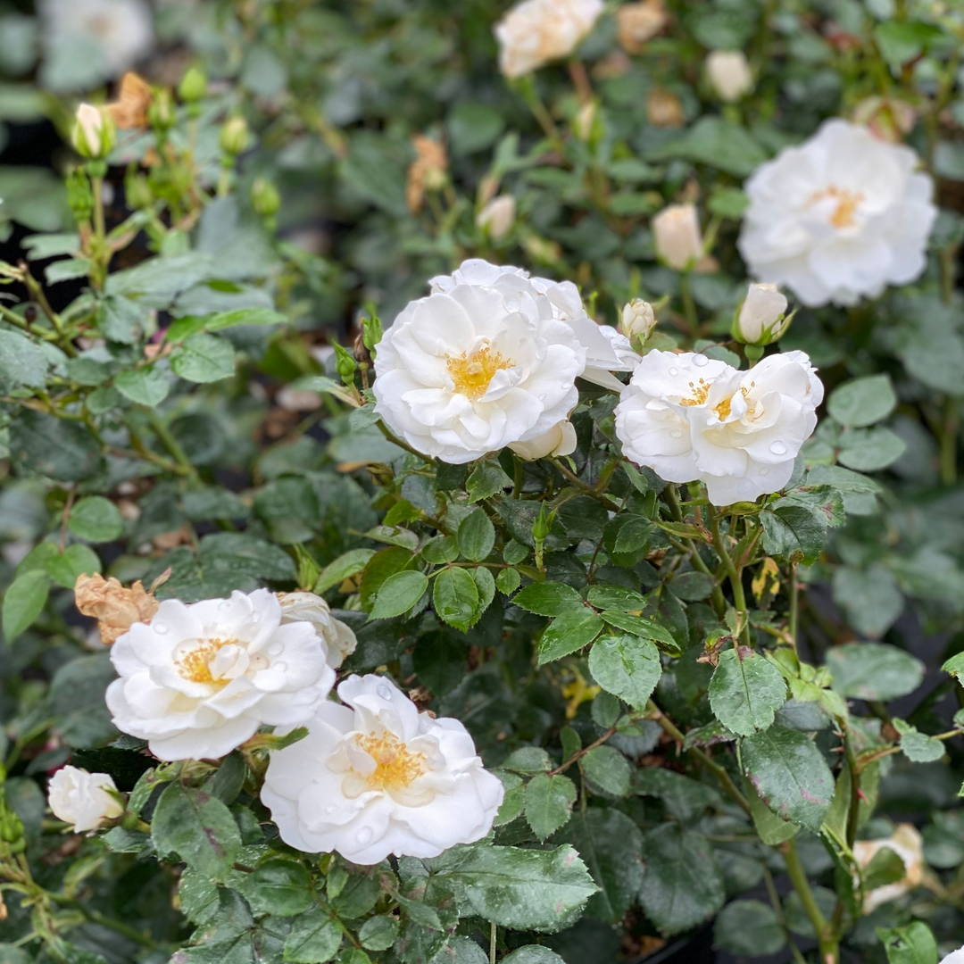 Oso Easy Ice Bay Rose est idéal pour les habitats compacts.