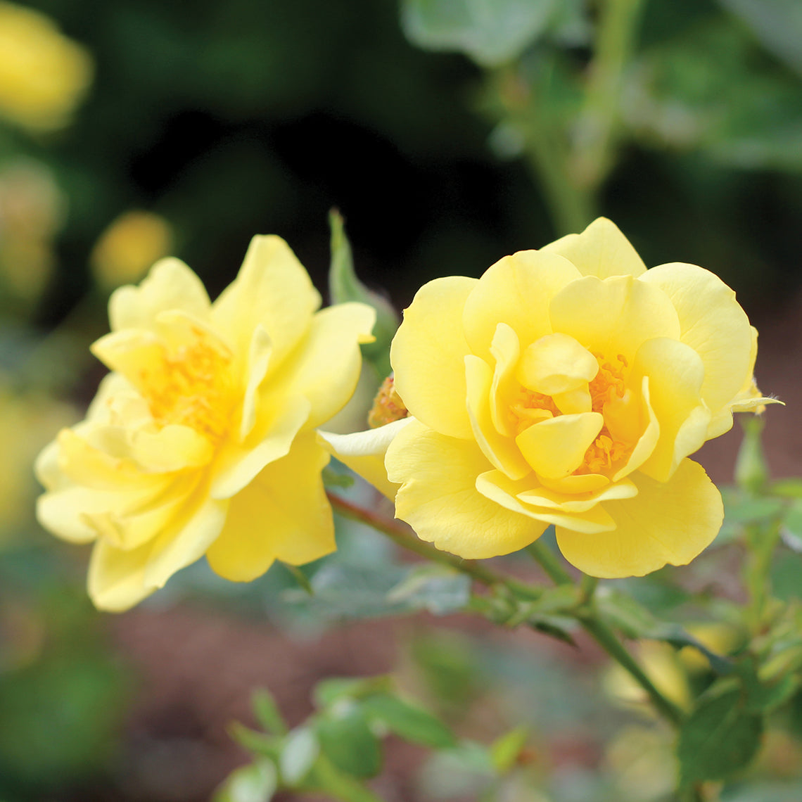 Oso Easy Lemon Zest® Rose For Sale Proven Winners Great Garden Plants