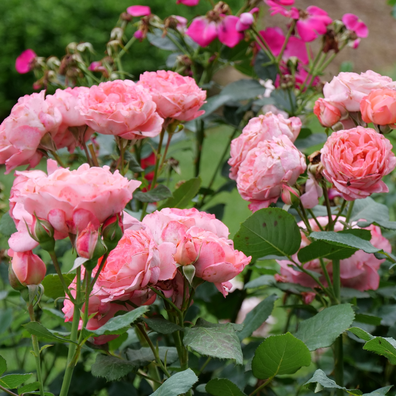 Reminiscent™ Coral Rose For Sale | Proven Winners – Great Garden