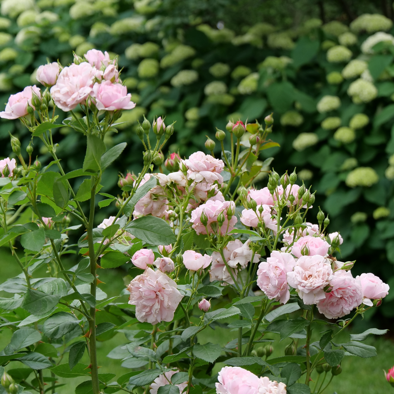 Reminiscent™ Pink Rose is a new rose from Proven Winners ColorChoice Shrubs