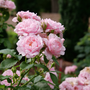 Reminiscent™ Pink Rose is disease resistant