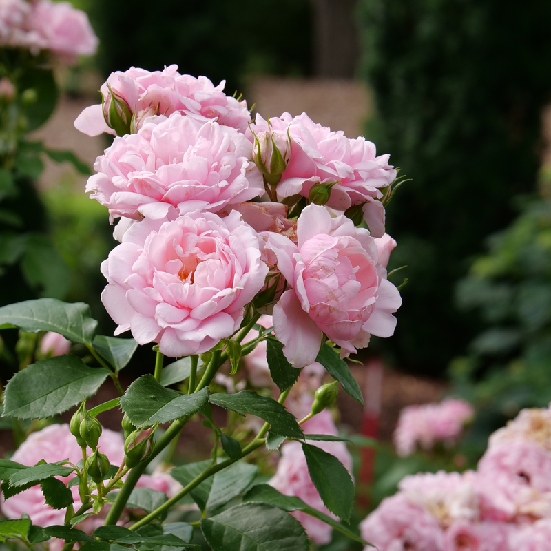 Reminiscent™ Pink Rose is disease resistant