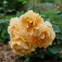 Le rosier grimpant Rise Up Amberness™ fleurit abondamment en été et en automne.