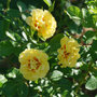 Rise Up™ Ringo® Climbing Rose is the climbing version of the favorite Ringo rose from Proven Winners.