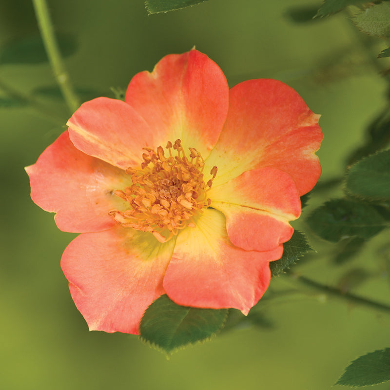 La rose Oso Easy Paprika® se couvre de fleurs orange cerise et jaunes du début de l'été jusqu'aux gelées.