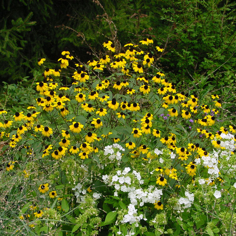 Rudbeckie aux yeux bruns et aux fleurs jaune doré éclatantes dans un jardin. 