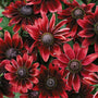 'Cherry Brandy' Rudbeckia has deep red flowers that bloom for months.