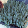 Blue Spruce Stonecrop with steel blue foliage in a container. 