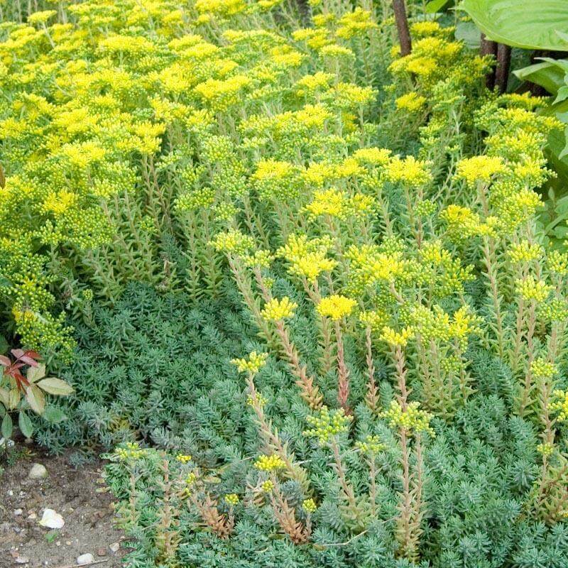 Blue Spruce Stonecrop with cheery yellow flowers blooming about the steel blue foliage in a landscape. 