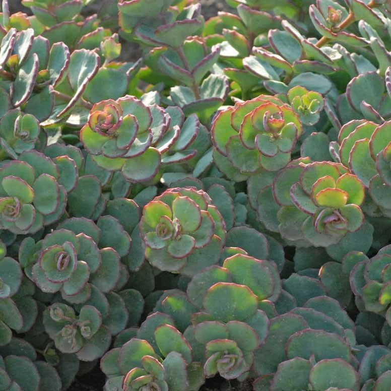 succulent ground cover for shade Succulent Ground Cover Collection