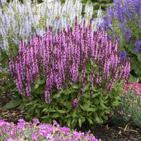 'Pink Profusion' Salvia is the 2024 Proven Winner National Perennial of the Year.