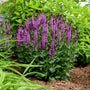'Pink Profusion' Salvia is one of the strongest reblooming salvias on the market.