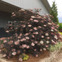 Black Lace Elderberry with black lacy foliage and pink flower clusters in a landscape. 
