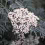 Close-up of a white cluster of flowers on Black Lace Elderberry. 