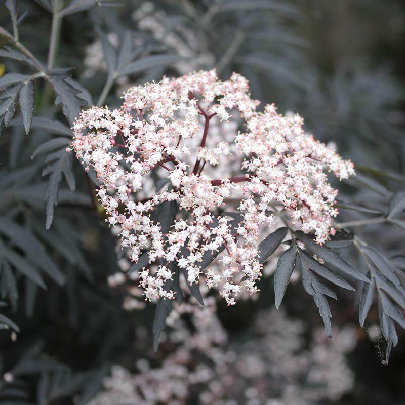 Close-up of a white cluster of flowers on Black Lace Elderberry. 