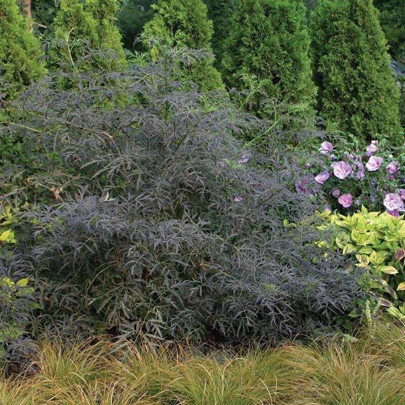 Black Lace Elderberry with lacy black foliage in a garden. 