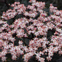 Close-up of the pink and white flowers of Black Lace Elderberry. 