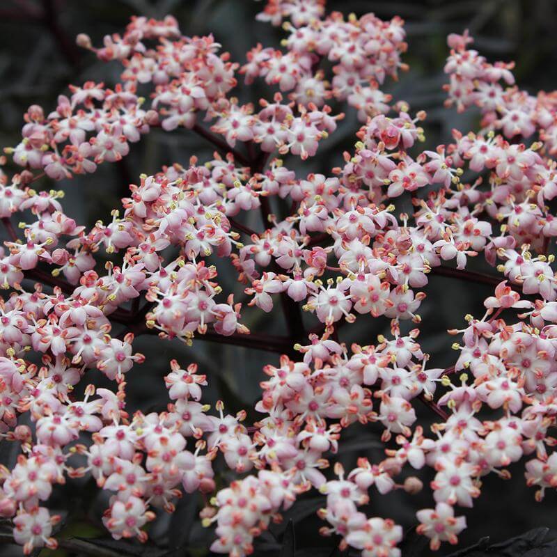 Close-up of the pink and white flowers of Black Lace Elderberry. 