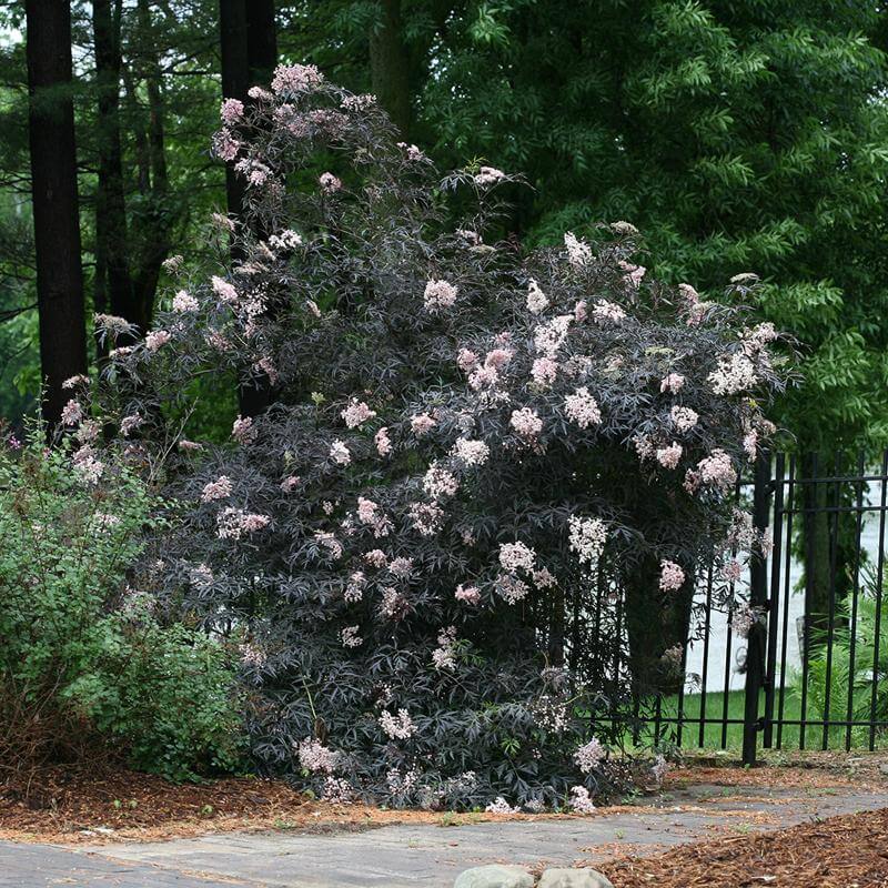 Black Lace Elderberry with finely cut lacy black foliage and big pink and white flower clusters in a landscape. 