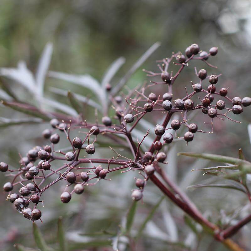Close-up of black Black Lace Elderberry berries. 