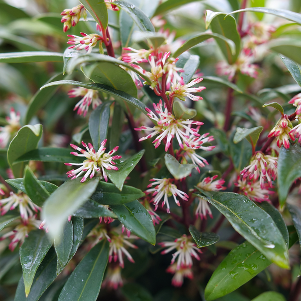 サルココッカ(スウィートボックス) Sweet & Lo™ Sweet Box | Proven Winners – Great Garden Plants