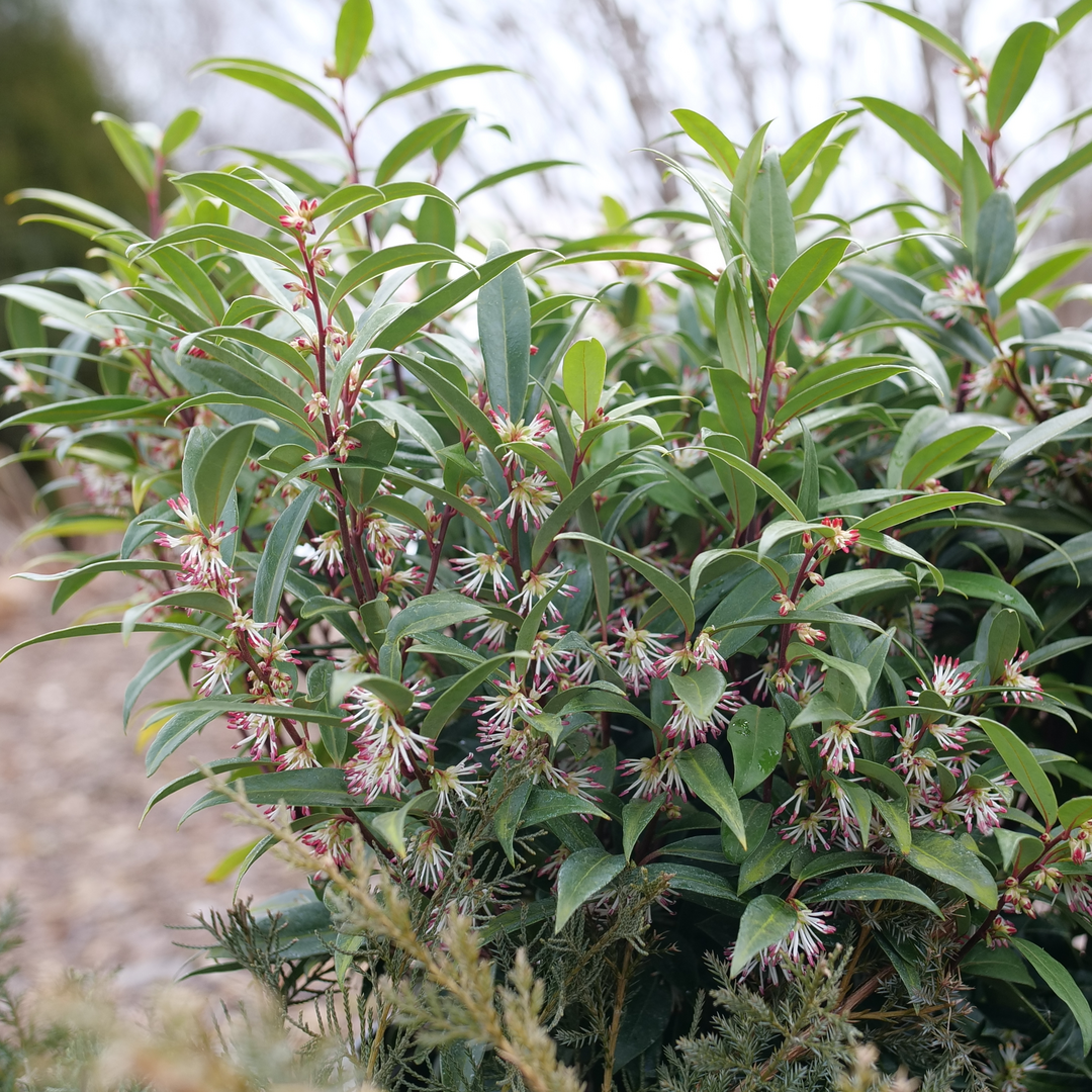 Sweet & Lo™ Sweet Box | Proven Winners – Great Garden Plants