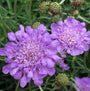 Gros plan sur deux fleurs bleu-violet tendre de la fleur coussin bleu papillon. 