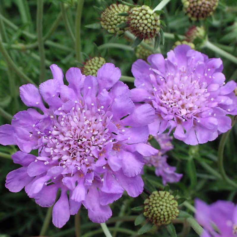 Gros plan sur deux fleurs bleu-violet tendre de la fleur coussin bleu papillon. 