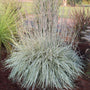 Le Schizachyrium scoparium (Shining Star™ Bluestem Grass) est une graminée à tiges bleues indigène.