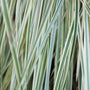 L'herbe à bluestem Shining Star™ (Schizachyrium scoparium) est très appréciée des oiseaux. 