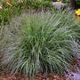 Twilight Zone Little Bluestem Grass has unique iridescent foliage with mauves and purples.