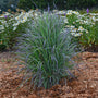 Twilight Zone Little Bluestem Grass has unique iridescent foliage with mauves and purples.