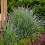 Twilight Zone Little Bluestem has a broad, columnar shape and appealing habit. 