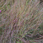 Twilight Zone Little Bluestem is a native species that supports pollinators.