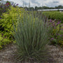 Herbe à bluestem Blue Paradise dans un paysage devant des buddleias violets. 